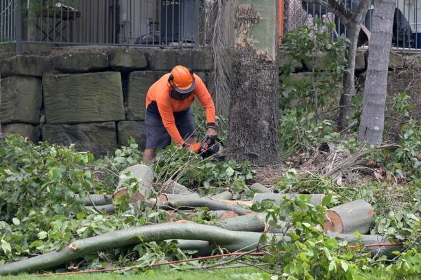 How Our Tree Care Process Works  in  Kinder, LA