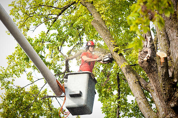 Best Fruit Tree Pruning  in Kinder, LA